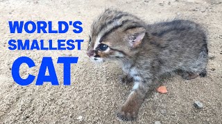 Rusty spotted baby cat [upl. by Felicdad251]