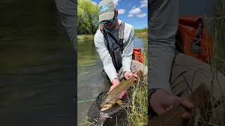 Fly Fishing with Dry Flies in Patagonia fishing flyfishing travel dryflyfishing [upl. by Amasa]