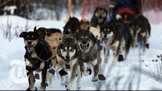 2013 Iditarod Race Warm Winter Causes Trouble for Mushers  The New York Times [upl. by Yevi]