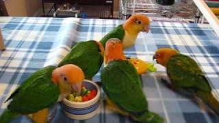 Baby caiques and Conure play time [upl. by Colleen]