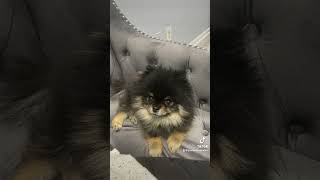 International Dog Day with our Pomeranian Luna [upl. by Lorien]