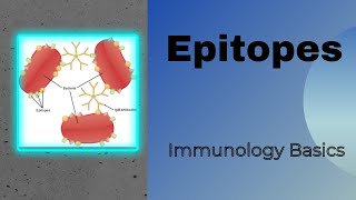 Epitopes  Antigenic determinant  Genesis Academy Epitopes [upl. by Upton719]