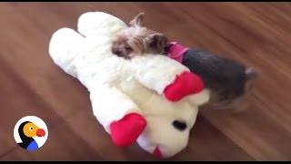 Tiny Dog Picks Out Biggest Toy In The Pet Store  The Dodo [upl. by Rockafellow]