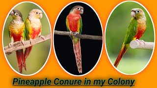 Pineapple Conure Birds in my Colony।। Assam Birds Breeding Colony Kamrup [upl. by Avle]