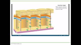 Chapter 15 section 1 Cell Junctions amp Adherens Junctions [upl. by Lurleen]