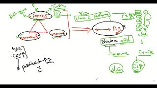 Postgraduate Rheumatology lectures  SLE pathogenesis [upl. by Claudian]