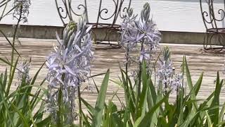 Camassia Cusickii [upl. by Dahs]