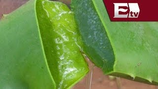 El aloe vera sirve para mejorar tu salud gástrica Salud [upl. by Annayehc]