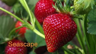 Ask Gardener Lynn quotWhat is the best Strawberry variety to grow [upl. by Sadoff87]