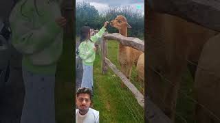 Alpaca alpaca am amazingfacts factsinhindi knowledgable intrestinginformation [upl. by Massarelli]