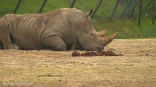 Safari Park  Beekse Bergen Rapanujo zaklinacz żyraf Życie w Holandii [upl. by Bartosch]