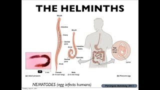 Microbiology of Eukaryotes Helminths [upl. by Finkelstein]