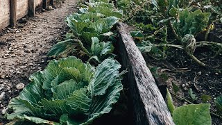 Belize Permaculture Farm and Garden [upl. by Azaleah]