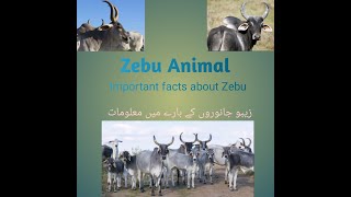 Important facts about Zebu animals  informative video  Information about animals video zebu [upl. by Aset55]