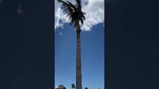 palms trimming chainsaw satisfying [upl. by Mariele]