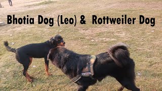 Bhotia Dog Leo amp Rottweiler [upl. by Creedon]