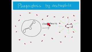 AS Biology  Phagocytosis [upl. by Asenaj853]