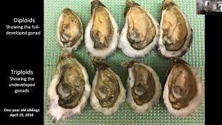 Application of Triploidy to an Emergent Oyster Culture Industry on Florida’s West Coast [upl. by Uke]