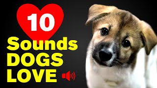 10 Sounds That Dogs LOVE The Most ❤️🐶 [upl. by Lexi]