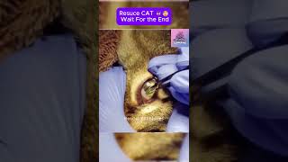 Rescue cat  wait for the end CatRescue RescueCat cat pets rescue [upl. by Notlimah]