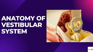 ANATOMY OF VESTIBULAR SYSTEMWHAT ARE SEMICIRCULAR CANALSVESTIBULAR DISORDERS [upl. by Emma]