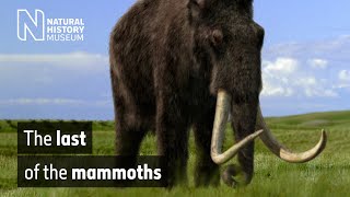 The last of the mammoths  Natural History Museum [upl. by Ibed]