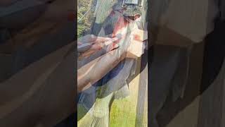 Filleting Salmon fish river fishing season fun video youtubeshorts [upl. by Solly728]