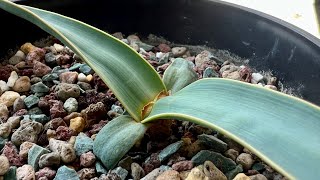 Welwitschia mirabilis [upl. by Ahsiekyt]