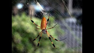 Aranhadofiodeouro Trichonephila clavipes ou Nephila clavipes [upl. by Seerdi726]