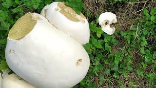 Calvatia Gigantea Pedo de Lobo recolectar y cocinar [upl. by Airehc495]