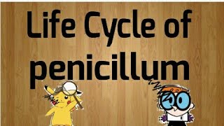 Life cycle of Penicillium [upl. by Ybor101]