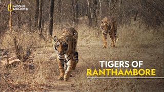 Tigers of Ranthambore  Tiger’s Revenge हिंदी  Full Episode  S1  E1  Nat Geo [upl. by Nicolea788]