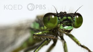 These Rare Damselflies Find Love With a Twist in Fog City  Deep Look [upl. by Acino]