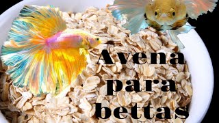 Baño de avena para Bettas  Gente Betta Venezuela [upl. by Bonis702]