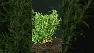 amazing health benefits of rosemary facts shorts [upl. by Ehud614]