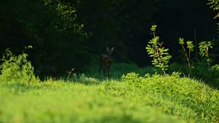 Caprioli Mamma e cucciolo roe deer [upl. by Feliza]