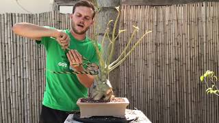 Desert Rose Adenium Bonsai Makeover  The Bonsai Supply [upl. by Eirot]