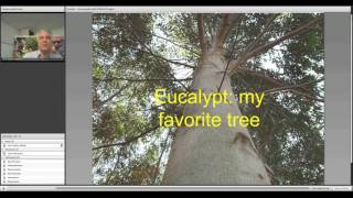 Ceratocystis wilt of eucalyptus and mango trees August 2013 [upl. by Otrebmuh]