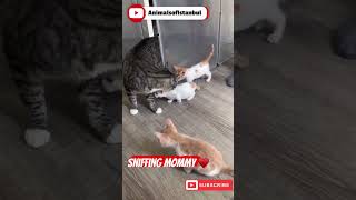 Sniffing mommy ♥️ cat kittten sniffing mommy cute adorable share fypシ゚viral explorepage [upl. by Idnahs382]