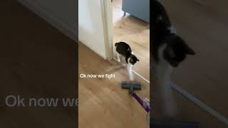 Loyy’s worst enemy  VACOOM cat catsofyoutube cats funny fyp [upl. by Nwahsad8]