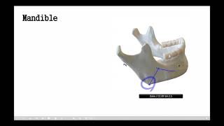 아래턱뼈 Mandible  Individual bones of Skull SNUSD Knowledge Share Initiative 서울치대 지식공유이니셔티브 [upl. by Avihs]