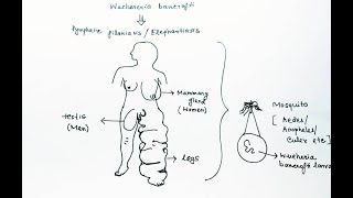 Wuchereria bancrofti Lifecycle English  Wuchereria bancrofti Lymphatic Filariasis Elephantiasis [upl. by Nguyen]