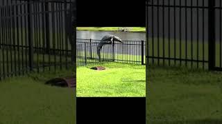 See You Later Alligator Gator Climbs Fence nature shorts viral shortsvideo alligator gator [upl. by Llamaj]