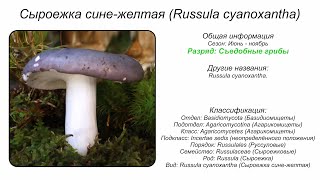 Сыроежка синежелтая Russula cyanoxantha [upl. by Charla]