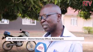 Nakasongola drought bites farmers advised to vacate [upl. by Erasme]