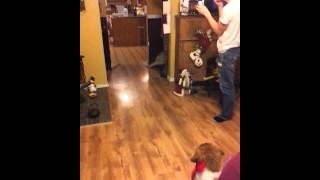 Reaction to a Saint Bernard for Christmas [upl. by Gnoy]