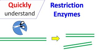 Restriction Enzymes [upl. by Diehl524]