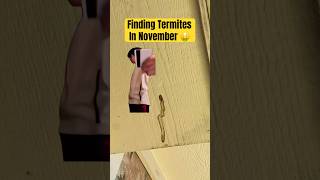 🐜 Termites In November 🤯 shorts pestcontrol pestcontrolbusiness [upl. by Roscoe]