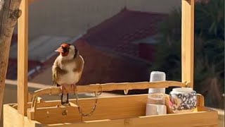 Goldfinch singing best training 2024 [upl. by Sylvester301]