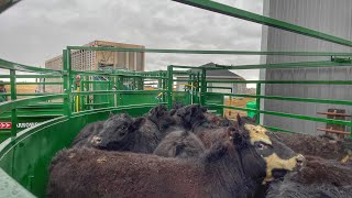 Selling Cattle Emptying the Feedlots [upl. by Asit]